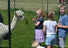 De alpaca's lieten zich graag verwennen bij Alpaca World in Brielle